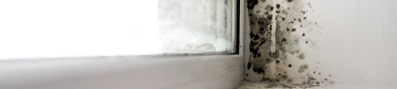 Mold and Air Quality: How Crawl Space Mold Affects the Air You Breathe Indoors