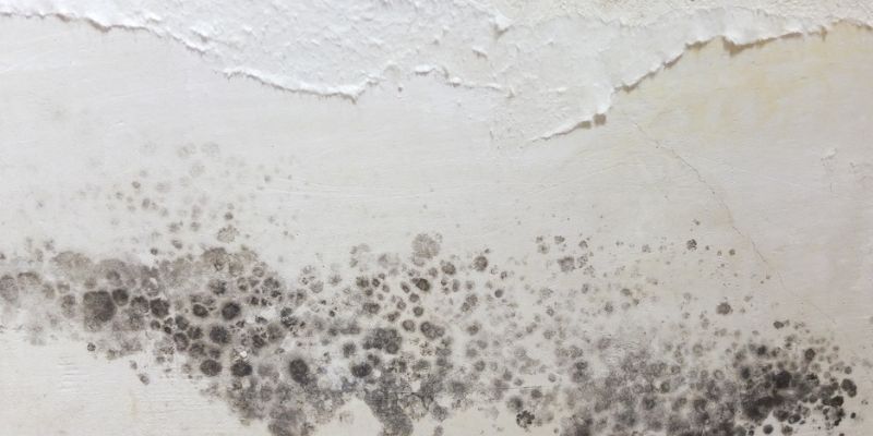 What A Professional Crawl Space Inspection Can Reveal
