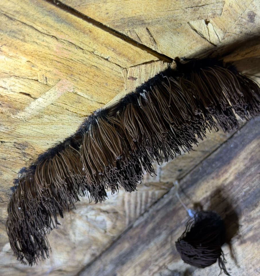 IMG_1734 Why Mold Removal Matters